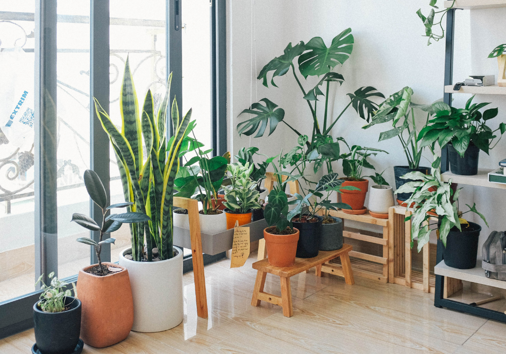 Plant Rack