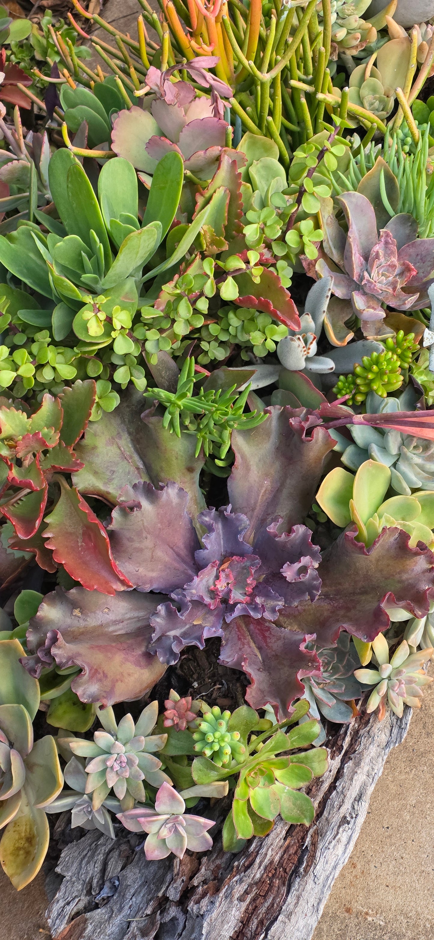 WIN a Premium DF4/D Shade House – Valued at $955!  Only $10 Per Entry.
